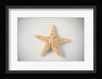Sea Star 4 Fine Art Print