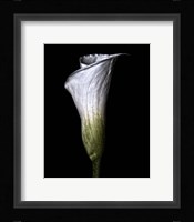 Calla Lily Fine Art Print