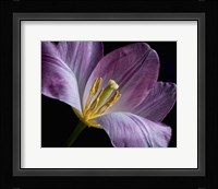 Peekaboo Tulip Fine Art Print