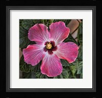 Pink Hibiscus Fine Art Print