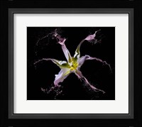 Twirling Tulip Fine Art Print