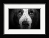 Basset Hound Fine Art Print