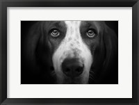 Basset Hound Fine Art Print