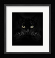 Black Cat Fine Art Print