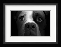 Boxer Pup Fine Art Print