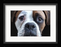 Boxer Fine Art Print