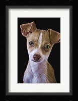 Chihuahua Fine Art Print