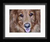 Golden Retriever Fine Art Print