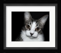 House Cat Fine Art Print