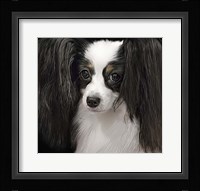 Papillion Fine Art Print