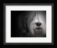 Sheepdog Fine Art Print