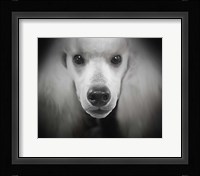 Standard Poodle Fine Art Print