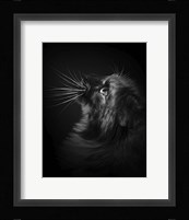 Willow Fine Art Print