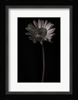 Gerber Daisy Copy Fine Art Print