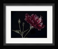 Hibiscus Fine Art Print