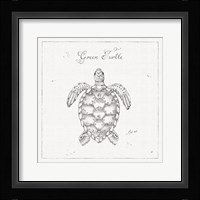 Underwater Life VIII Framed Print