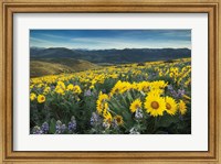 Methow Valley Wildflowers IV Fine Art Print