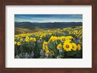 Methow Valley Wildflowers IV Fine Art Print