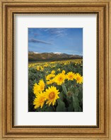 Methow Valley Wildflowers III Fine Art Print