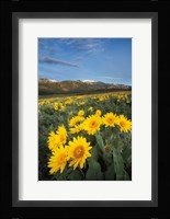 Methow Valley Wildflowers III Framed Print