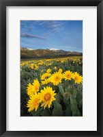 Methow Valley Wildflowers III Framed Print