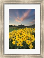Methow Valley Wildflowers I Fine Art Print
