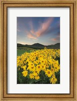 Methow Valley Wildflowers I Fine Art Print