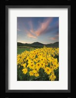 Methow Valley Wildflowers I Framed Print