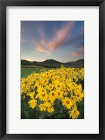 Methow Valley Wildflowers I Framed Print