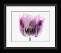 Inside Out II Fine Art Print