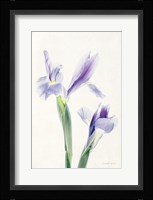 Light and Bright Floral III Framed Print