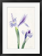 Light and Bright Floral III Framed Print