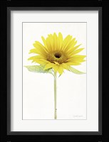 Light and Bright Floral VIII Framed Print