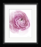 Pink Lady III Framed Print