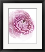 Pink Lady III Framed Print