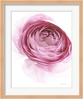 Pink Lady IV Fine Art Print