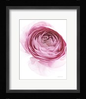 Pink Lady IV Framed Print