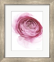 Pink Lady IV Fine Art Print