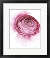 Pink Lady IV Fine Art Print