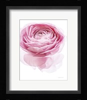 Pink Lady I Fine Art Print