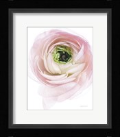Pink Lady II Framed Print