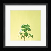 Succulent Simplicity IX Fine Art Print
