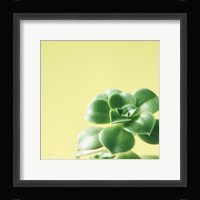 Succulent Simplicity VIII Framed Print