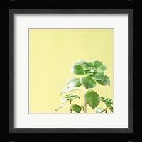 Succulent Simplicity X Fine Art Print