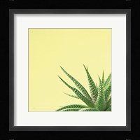 Succulent Simplicity II Fine Art Print
