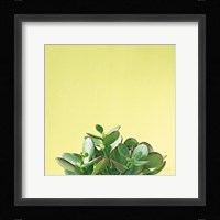 Succulent Simplicity III Framed Print