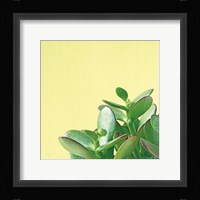 Succulent Simplicity IV Fine Art Print