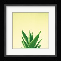 Succulent Simplicity V Framed Print