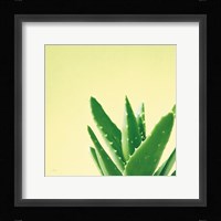 Succulent Simplicity VI Framed Print