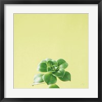 Succulent Simplicity VII Fine Art Print